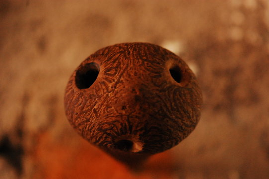 semilla de palma 