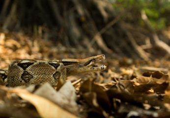Boa constrictor