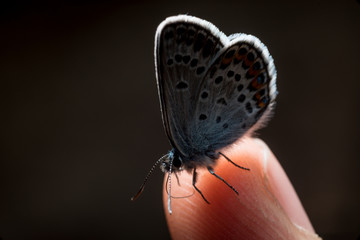 Plebeius idas. Butterfly wedding dance on the hand