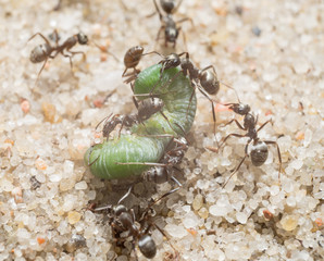 Green caterpillar and ants on the sand