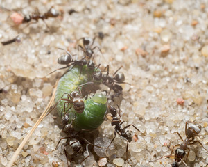 Green caterpillar and ants on the sand