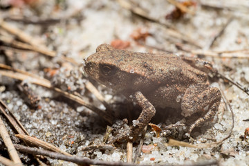 Frog on the sand covered with spruce needles
