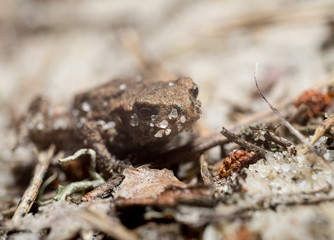 Frog on the sand covered with spruce needles