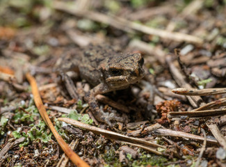 Frog on the sand covered with spruce needles