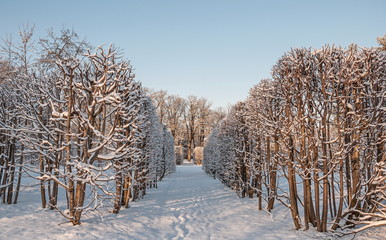 Winter clear frosty day in the snowy park