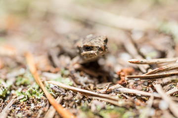 Frog on the sand covered with spruce needles