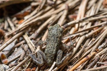 Frog on the sand covered with spruce needles