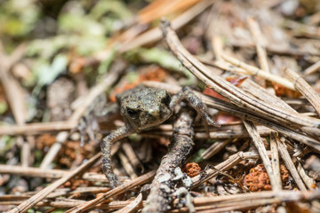 Frog on the sand covered with spruce needles