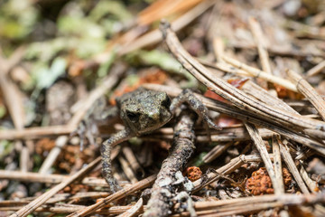Frog on the sand covered with spruce needles
