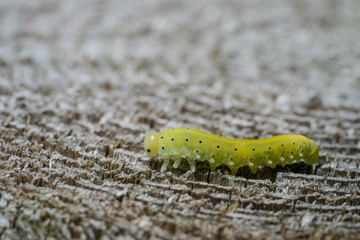 Green caterpillar with a black spots, wooden background.