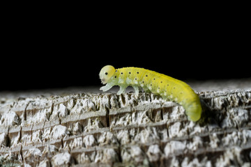 Green caterpillar with a black spots, wooden background.