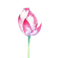Fototapeta premium small pink blossom of lotus watercolor drawing
