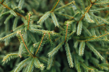 Christmas tree twigs