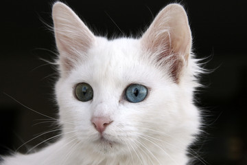 van cat, turkey, only one white and one blue-green eyes that cute cats living in van