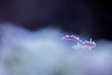 Macro hivernal