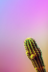 Art Gallery Fashion Design. Minimal Stillife. Trendy Bright Colorful. Concept on Pink Neon background