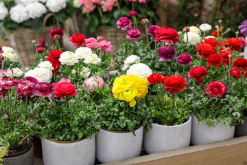 Colorful persian buttercup flowers or Ranunculus asiaticus potted for sale in the garden shop.