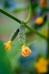 grow cucumbers small even with flowers close-up