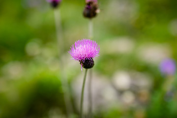 Small purple flower growing in the mountains and black and yellow bee. Green background