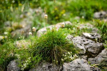 Tiny white flowers growing in the rock. Warm and cool summertime in the mountains