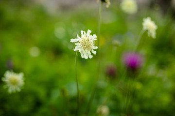 Small purple flower growing in the mountains and black and yellow bee. Green background