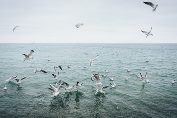 Flock of seagulls feeds on the sea