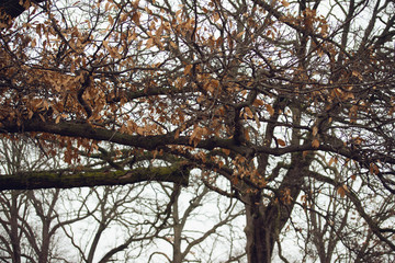 large oak tree in autumn