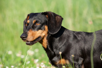 Portrait of black and tan dachshund dog