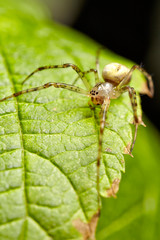 European Garden Spider, Diadem Spider, Cross Spider, Crowned Orb Weaver, Araneus diadematus. Close up macro