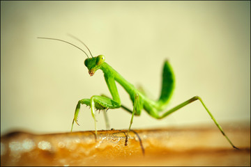 Crimean mantis macro insect. Macro close up image