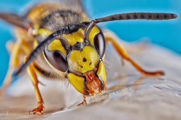 Naklejka premium Colorful detailed macro of a flower wasp. Close up macro image