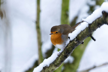Rougegorge familier - European robin - Erithacus rubecula