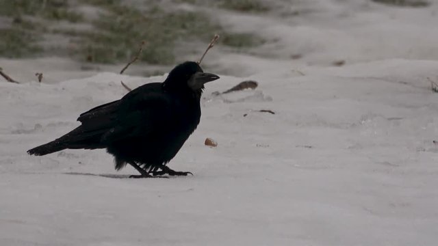 Crows, Corvus corone, on frosty ground looking for food