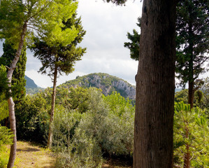 pine woodlands greece