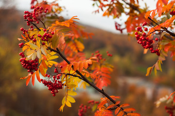 red autumn leaves