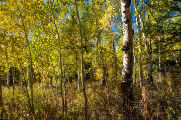 Obraz premium Backlit Quakies by Skip Weeks