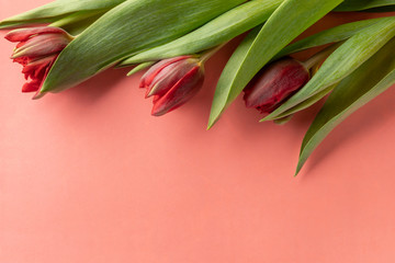 Colorful pink tulips on bright peachy paper background. Flat lay, top view, copy space