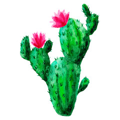 Exotic green cactus. Tropic cacti. Watercolor hand drawn botanical illustration. Clipart design for stickers, postcard, invitation, cover, print, poster, pattern, decor, wrapping, fabric, stationery. © Anastasia