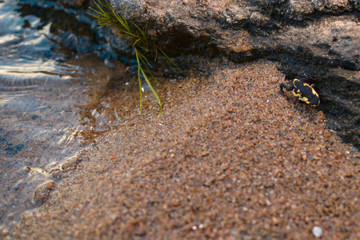 Frog 2