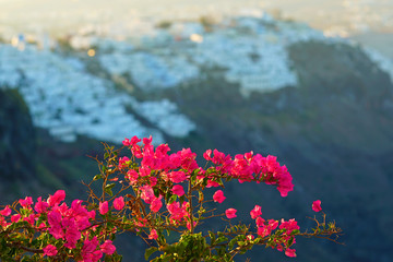 Beautiful fuchsia bougainvilleas on the streets of Imerovigli, Santorini