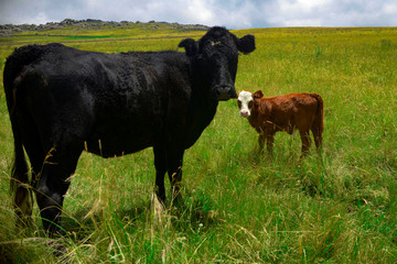 vaca 01