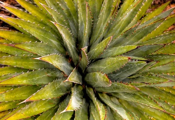 Agave