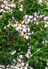 multi-colored light sunset granite white pebble stones texture background summer garden dreen grass herb