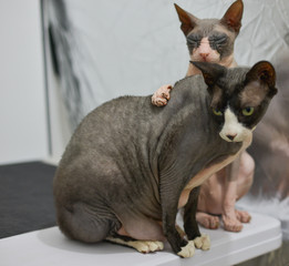 Two cats are sitting together and snuggling each other , love between cats 