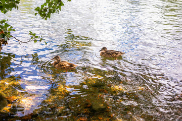 Ducks changing location in Vilnius, Lithuania