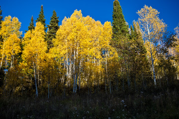 Quakies Out of the Shadows by Skip Weeks