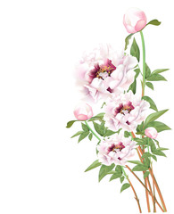 Naklejka na ściany i meble Beautiful fresh pink peonies Blossoming