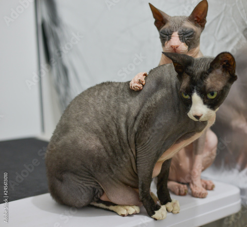 Two cats are sitting together and snuggling each other