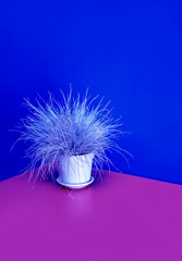 dried wheat vase wood table ryegrass raaigras grass flowerpot pink blue wall white gray wan design concept interior withered