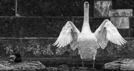 The elegance of a swan in front of a drab wall © Andy Hoech